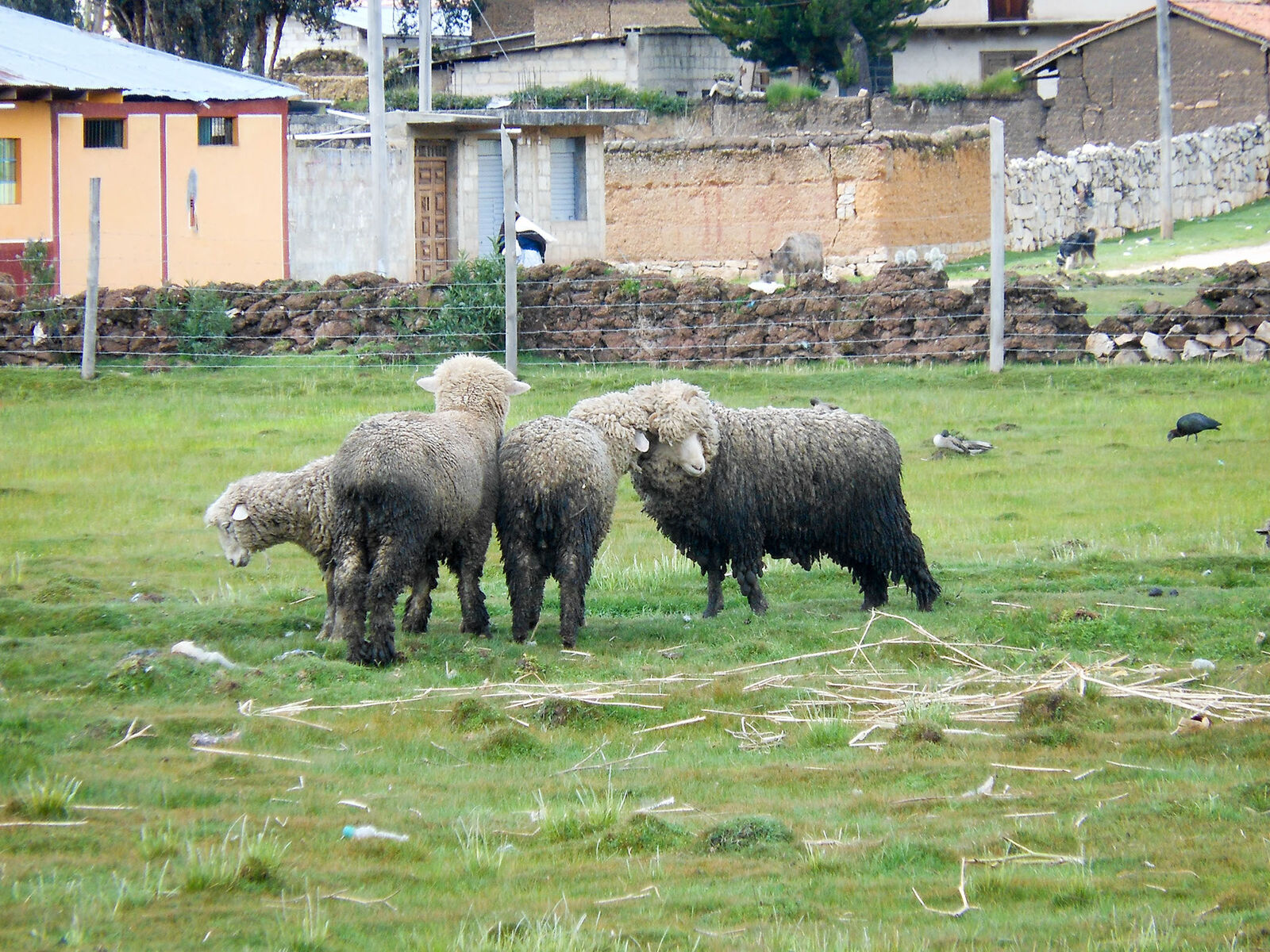 Rebaño de ovejas entre muros de piedra
