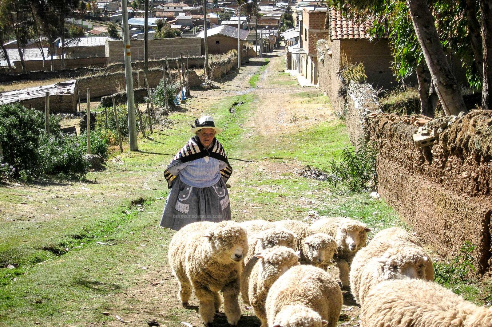 Pastora de altura
